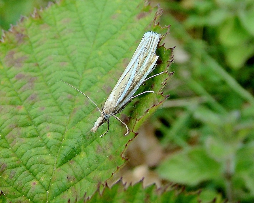 satin grass-rush veneer